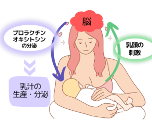 母乳 増やす