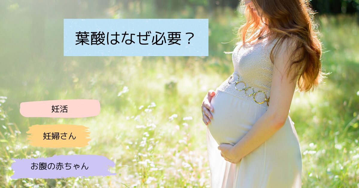 葉酸　妊活　妊婦　胎児